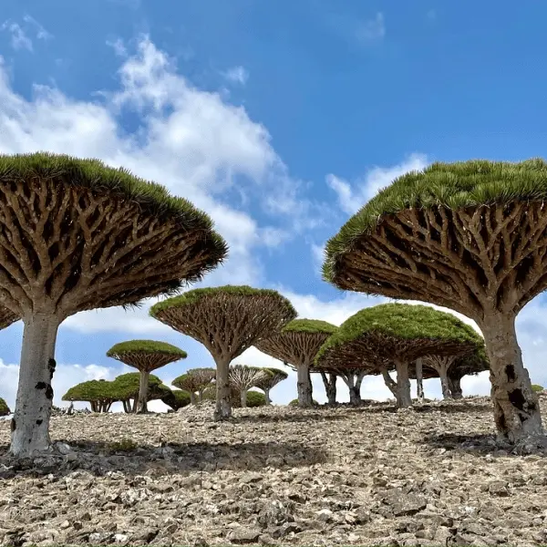 Тур в ЮАР - Южно-африканские пингвины