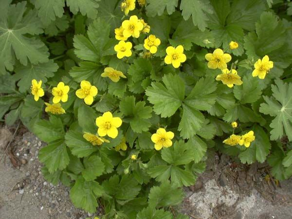 Ответы Mail.ru: Подскажите что за цветок?