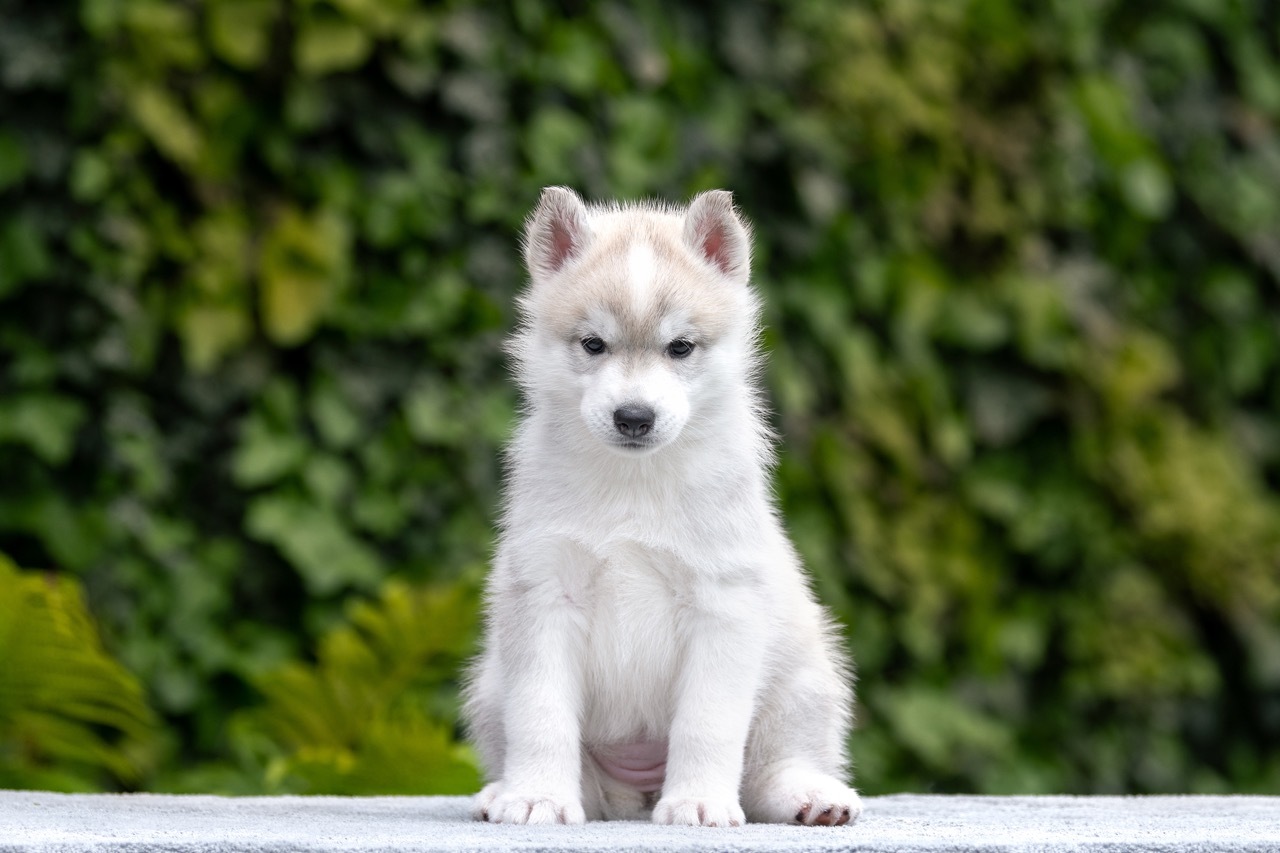 Siberian husky, puppy, girl, kennels, purebred, Hakuna Vota, colors, brown eyes, gray and white, available, for sale