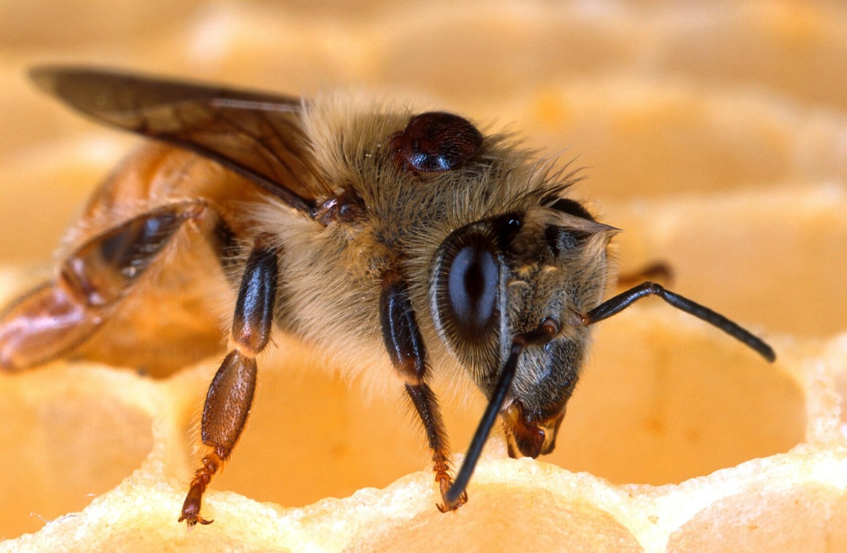 И пчёлы тоже болеют... Лечим или калечим?