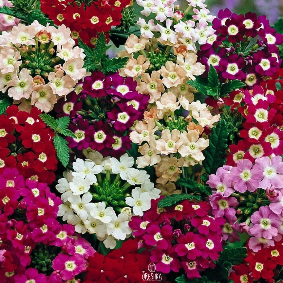 цветы вербена фото посадка