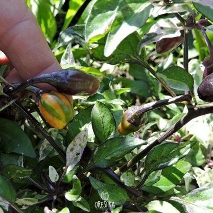 Seeds of Hot pepper Troll (Capsicum) — 5 pcs