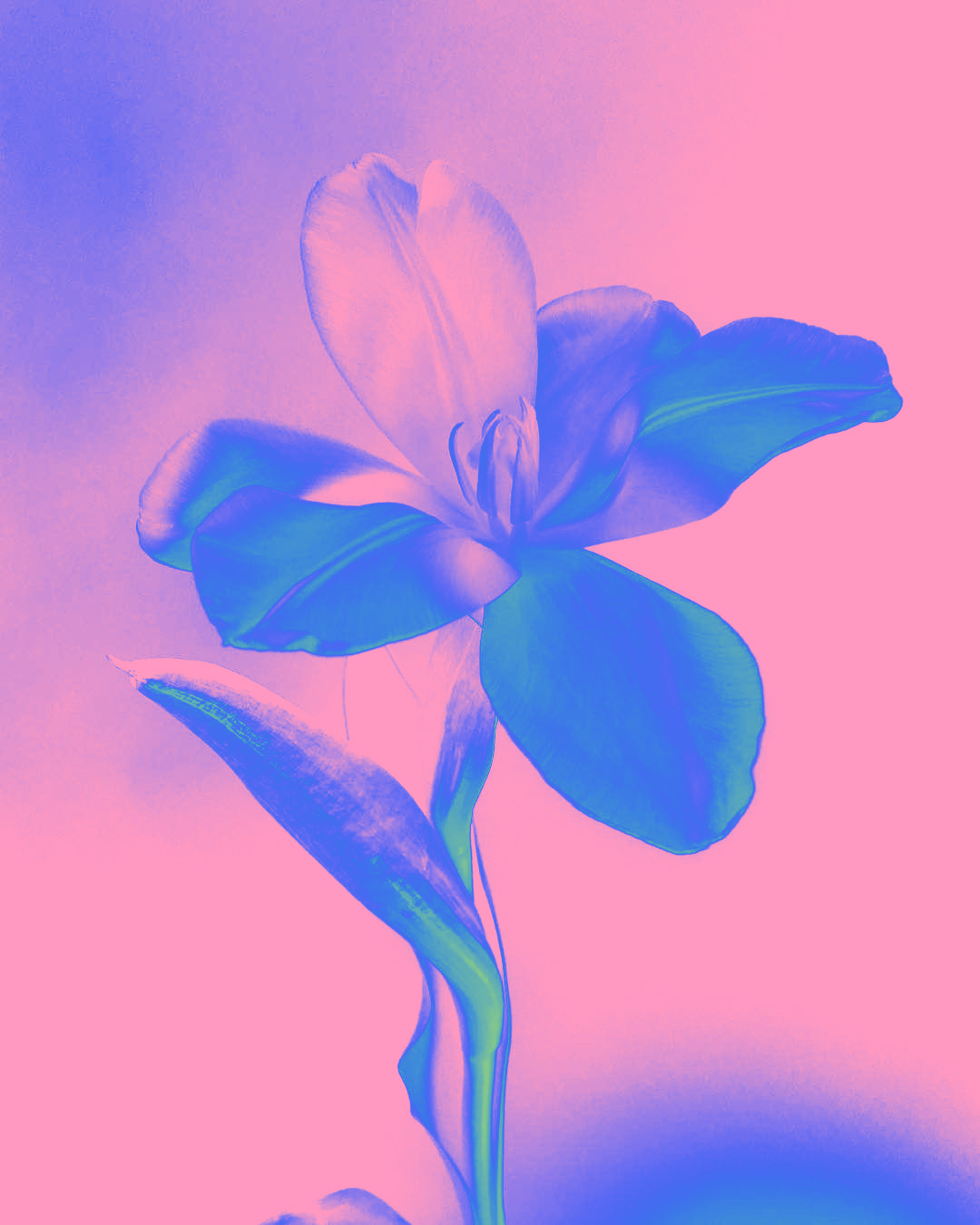 Holographic flower