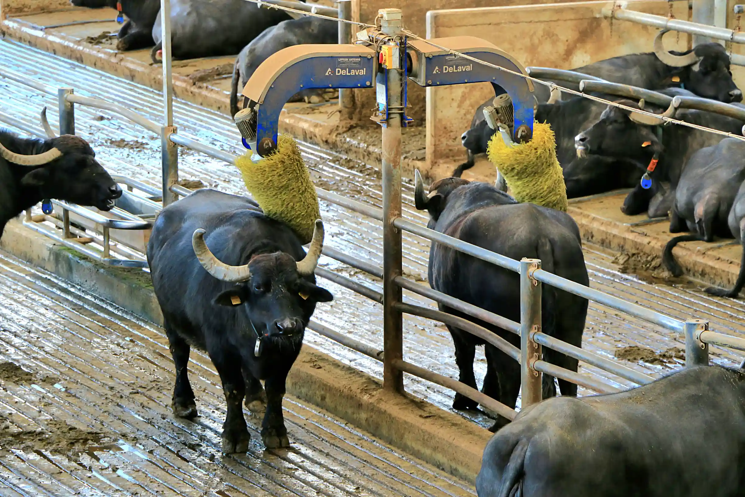 Черная Средиземноморская буйволица в Пестуме, Салерно, Италия