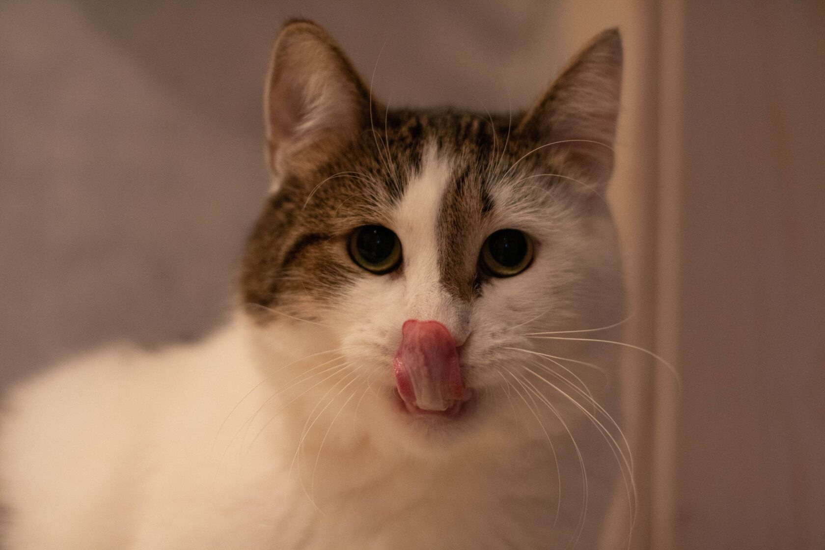 Кот Миша ищет дом