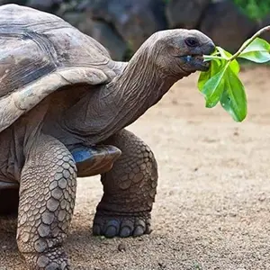 Африканское сафари - Авторский тур в ЮАР