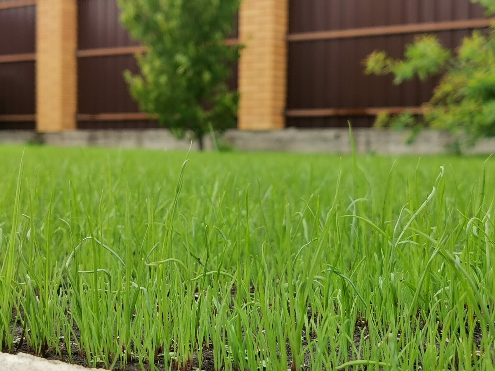 Семена газона. Семена травы. Качественные семена. Семена под газон. Технология посева газонной травы.