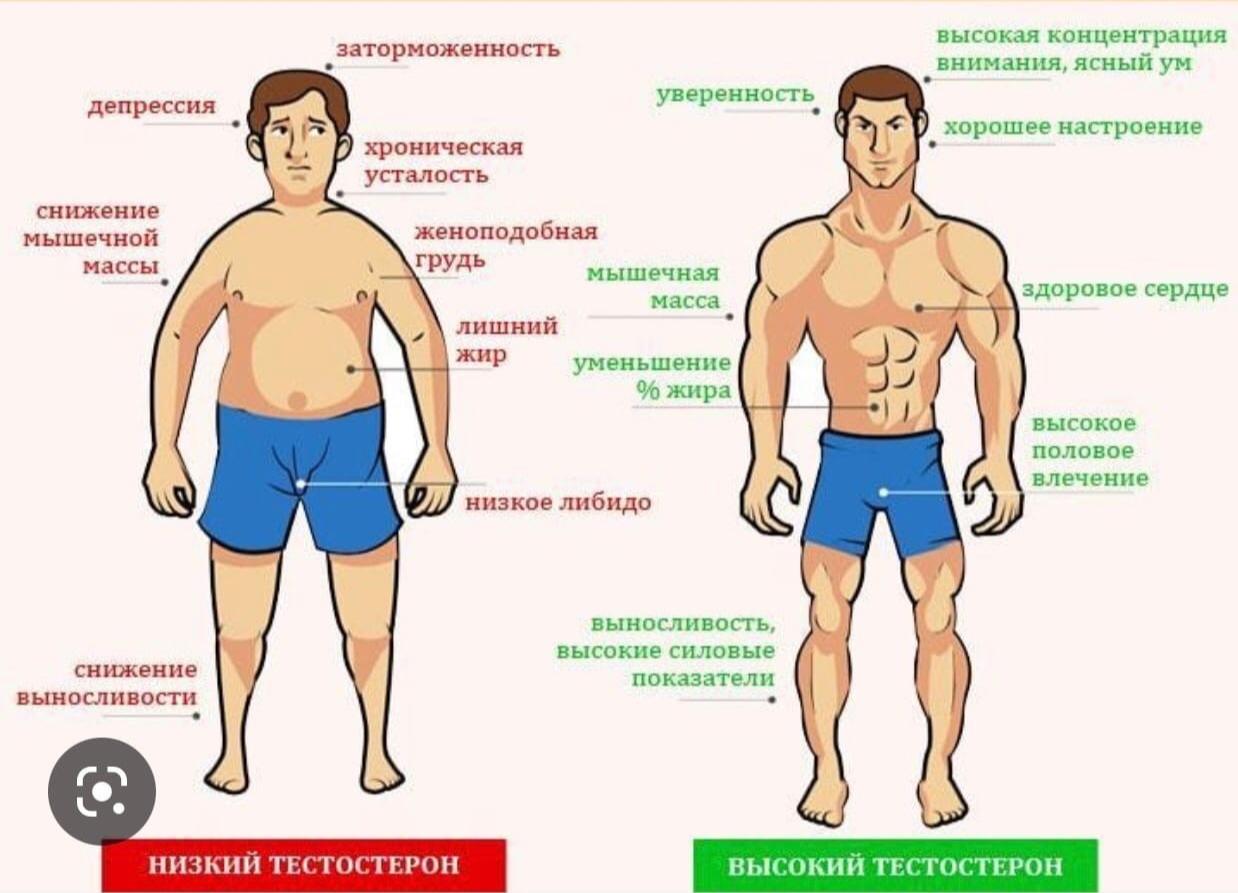 Внешние признаки тестостерона. Тестостерон. Как повысить тестостерон. Высокий тестостерон. Тестостерон у мужчин.