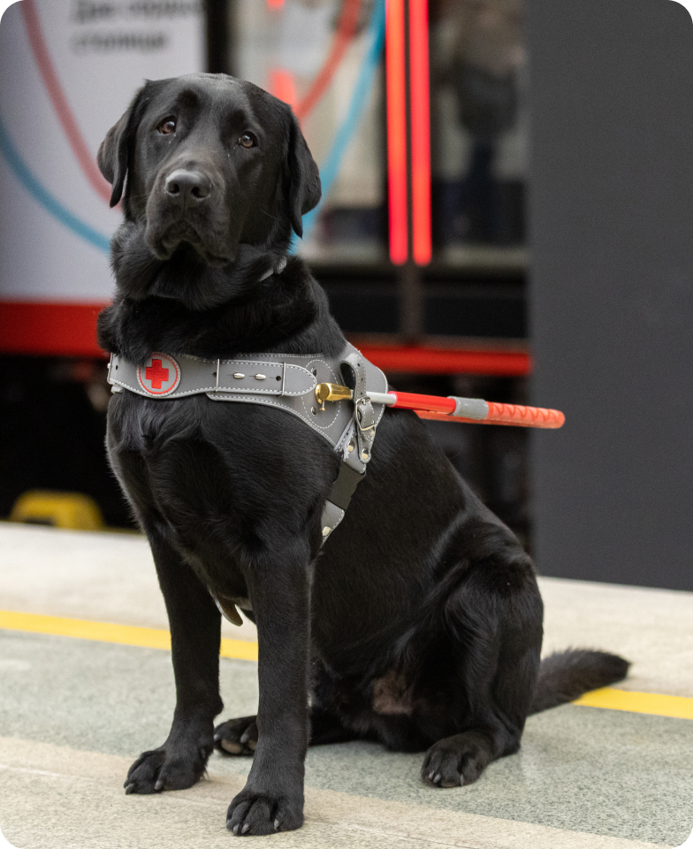 На фото в центре кадра на платформе метро сидит молодой и стройный лабрадор черного окраса по кличке Ларсен. Задний фон размыт, различим вагон тематического поезда, который посвящен Большой кольцевой линии . Собака сидит ровно, тело повернуто немного по диагонали, а голова повернута прямо. Смотрит Ларсен вдаль. На нем кожаная шлейка собаки-поводыря серого цвета с красной ручкой и медицинским значком «красный крест» на груди.