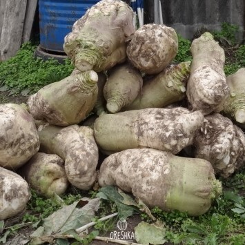 Seeds of Rutabaga fodder Kuusiku (Brassica rapa subsp. Rapifera) — 50 pcs