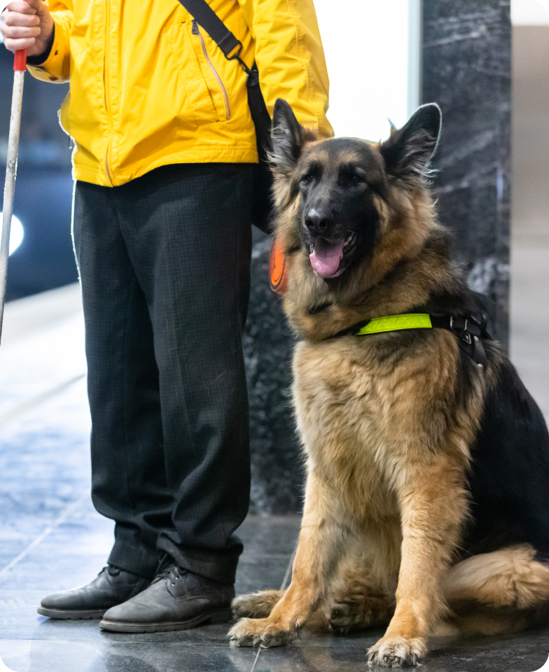 На фоне прибывающего состава запечатлена длинношерстная немецкая овчарка Зоня. Он сидит на левом бедре, приоткрыв пасть и направив взгляд слегка прищуренных глаз чуть в сторону от фотографа. На поводыре черная с кислотно-желтой светоотражающей полосой спереди шлейка, к которой пристегнут ярко-оранжевый поводок рулетка. Слева от овчарки стоит человек в ярко-желтой ветровке, черных брюках, ботинках в тон, через плечо перекинута ручка черной сумки, в левой руке он держит поводок Зони, в правой – белую трость. Человек запечатлен по грудь и его лицо находится за пределами кадра.
