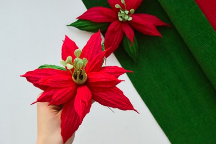 Пуансеттия домашняя – рождественский цветок необычной красоты: посадка, уход