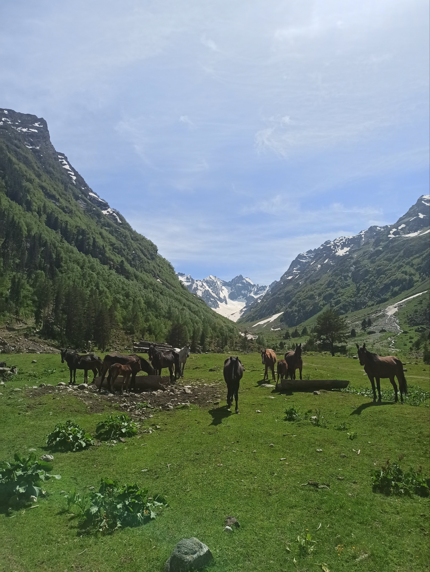 Горный лес с лошадьми