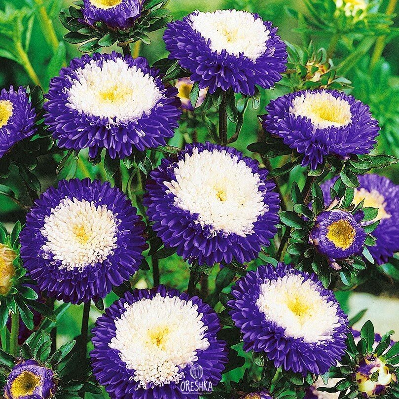 Seeds of Astra blueberry with cream (Aster), 50 pcs