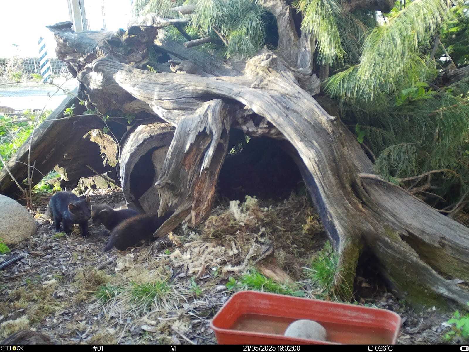 Видео фотоловушки Байкальского заповедника