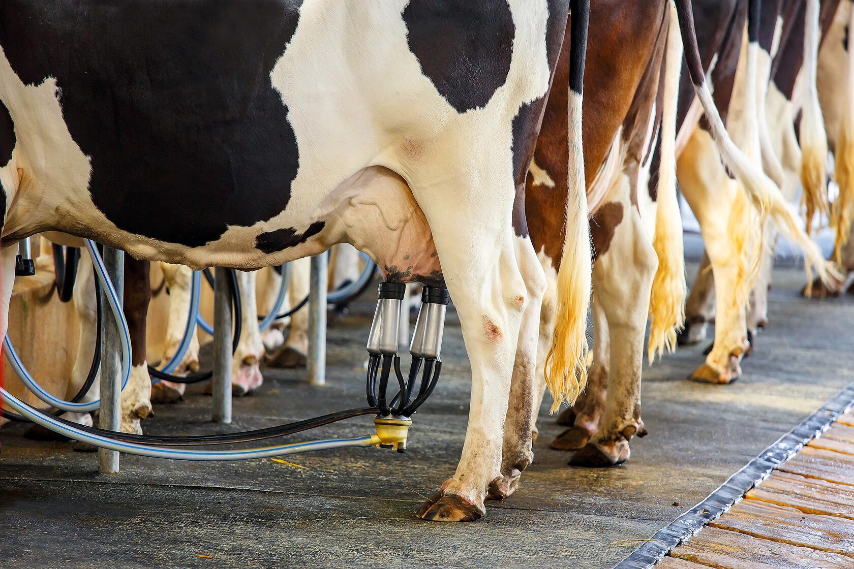 Схемы лечения мастита у коров