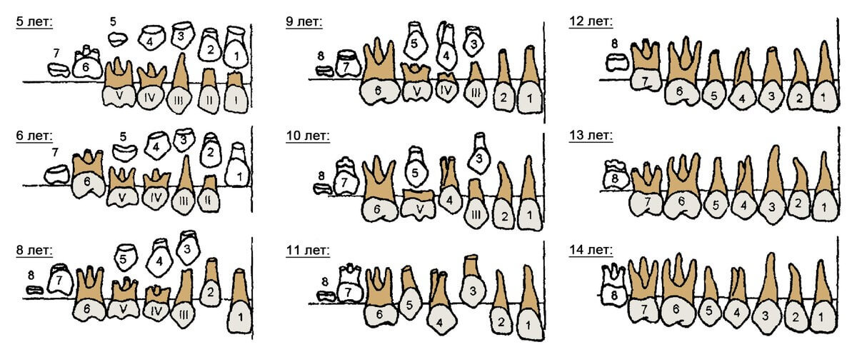 Когда меняются молочные зубы на постоянные схема у детей возраст