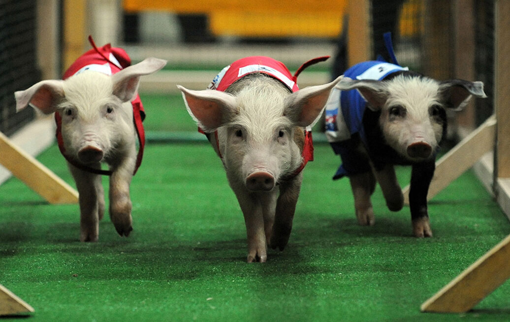 Pig show. Поросячьи бега. Поросенок бегун. Странный забег свиней.