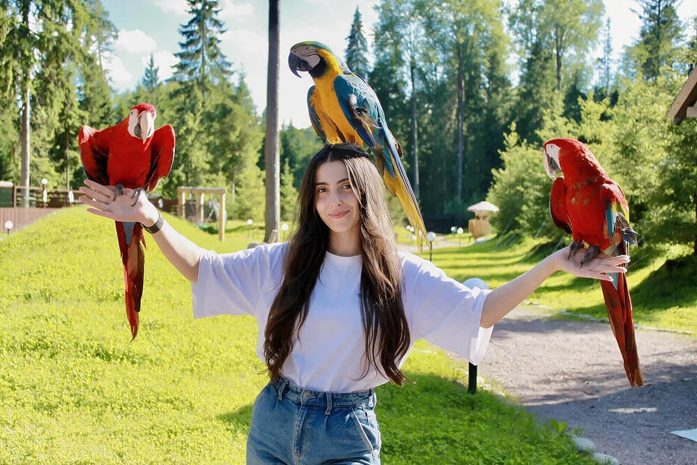 Девушка с попугаями ара позирует фотографу в Сафари-парке Изумрудный лес