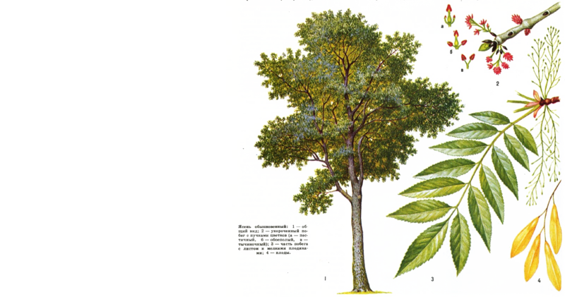 Валерий Уваров Пирамиды наследие богов, Кадуцеи Гора, Кадуцеи Ба-Ка, Жезлы Гора, Цилиндры фараона, Жезлы Египтян, Жезлы Ра