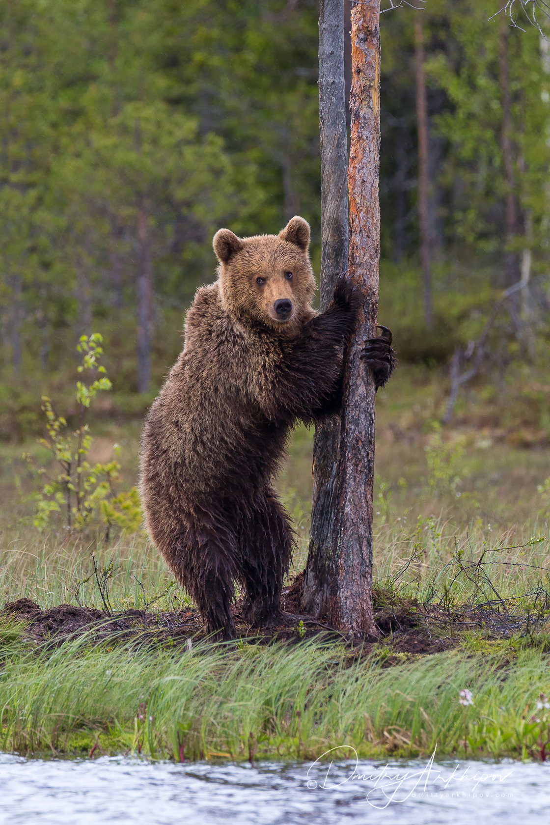 Bears 15. Медведь. Бурый медведь. Молодой бурый медведь. Настоящий медведь.