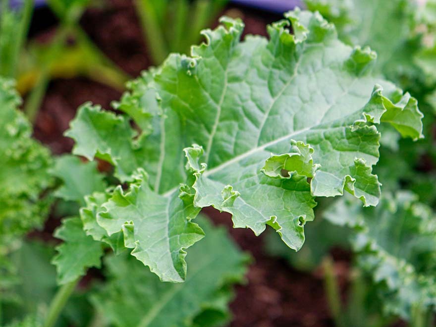 Fresh green kale leaves showcasing curly edges, thriving in a garden setting, emphasizing easy cultivation for beginner gardeners.