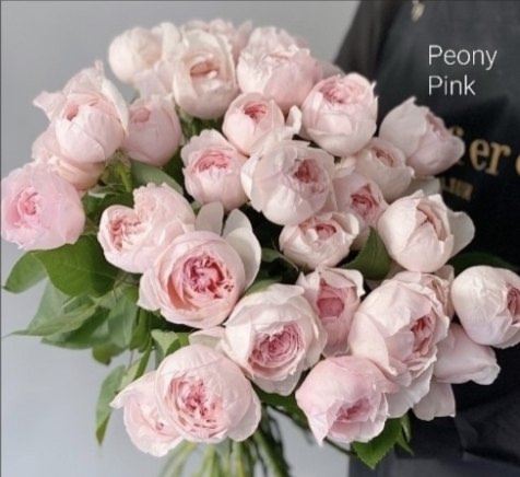 Peony Pink
