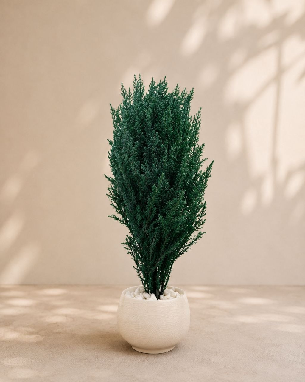 Cupressus Goldcrest