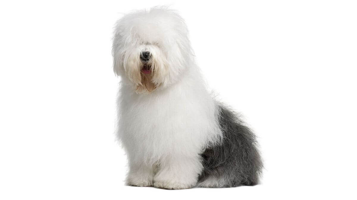 Купить Щенка Бобтейла В Москве Цена