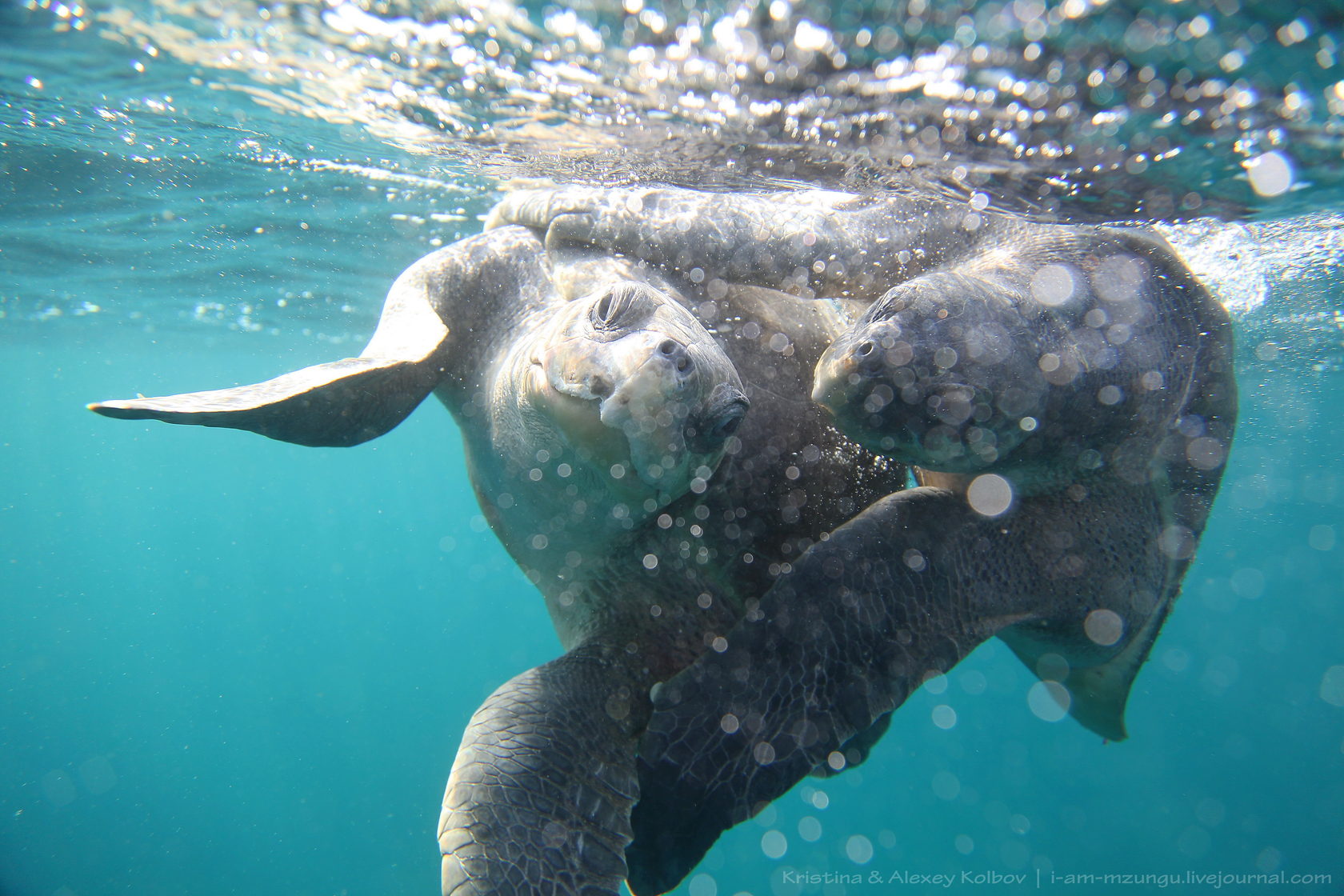 Западно индийский Ламантин. Manatee Calf. Галапагосские острова животные. Дюгонь.