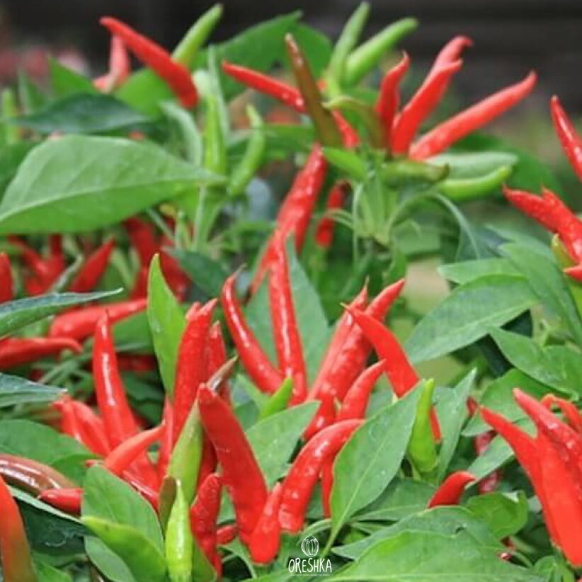 Seeds of Hot pepper Rooster spur (Capsicum) — 5 pcs