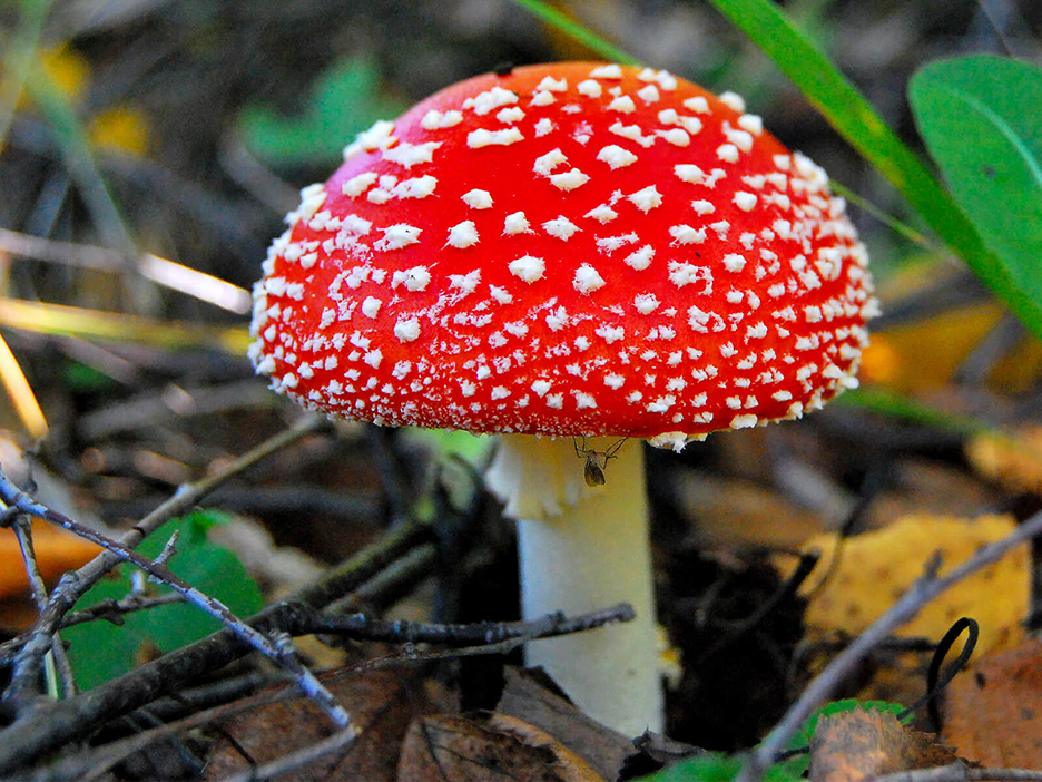 мухомор красный, mushroom