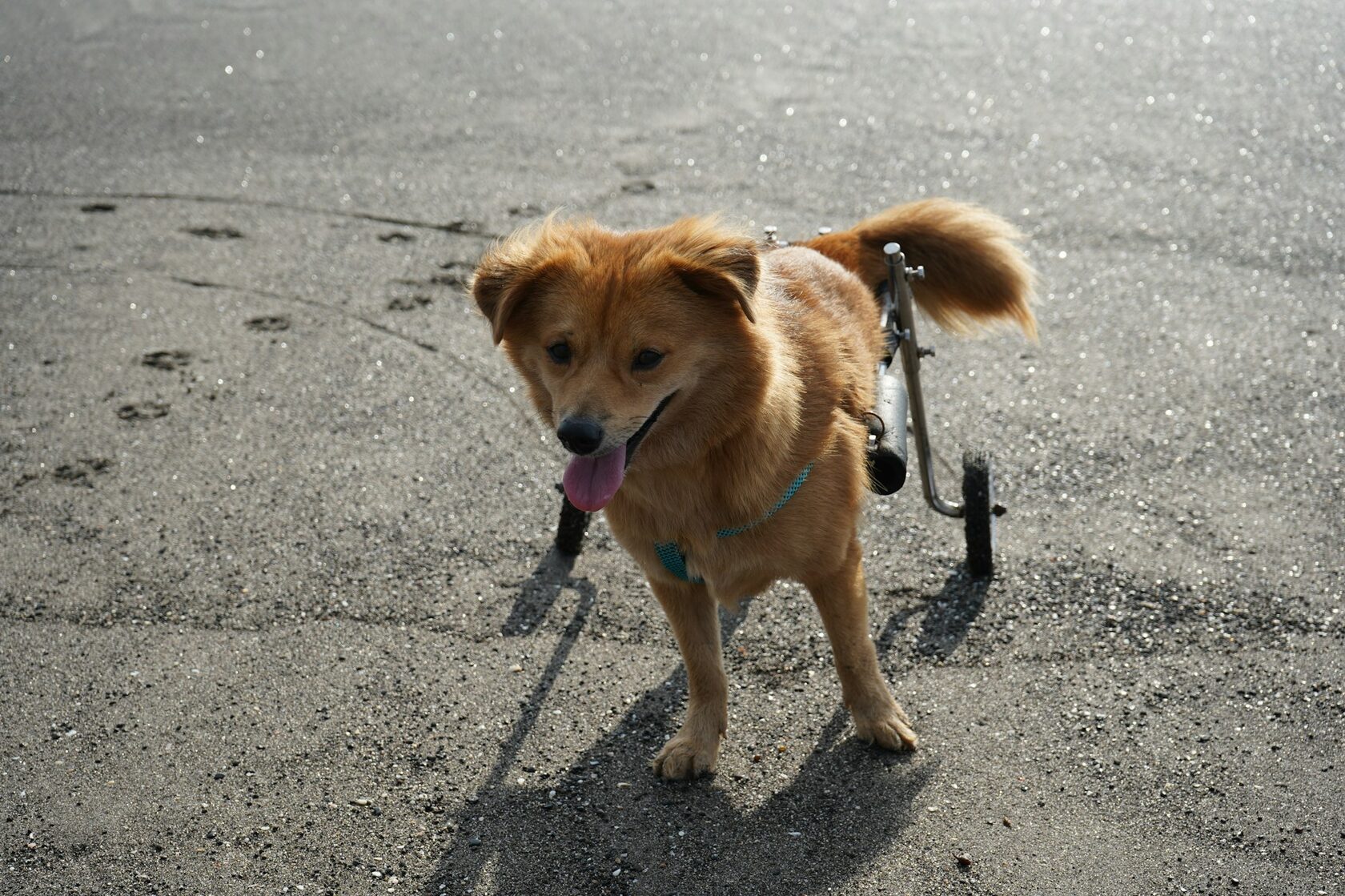 Hund im Rollstuhl auf einer Wiese