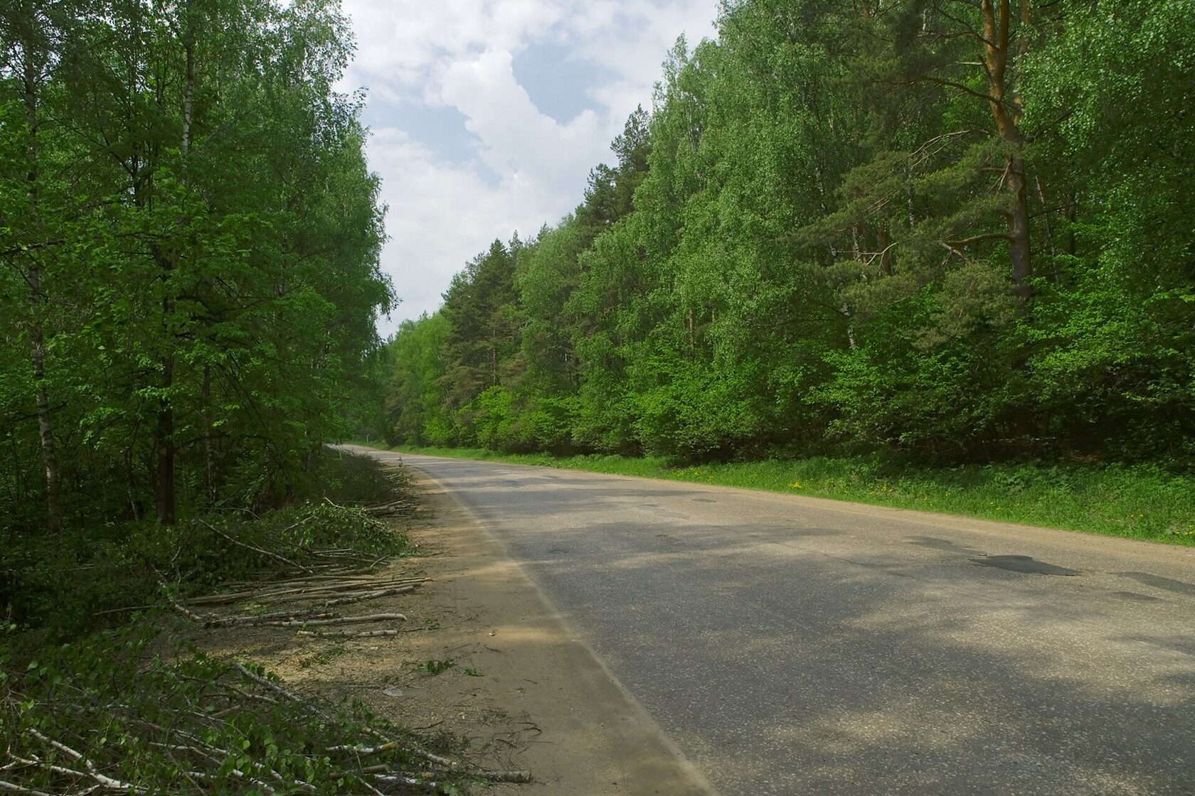 Дорога на Рощу через сосновый лес