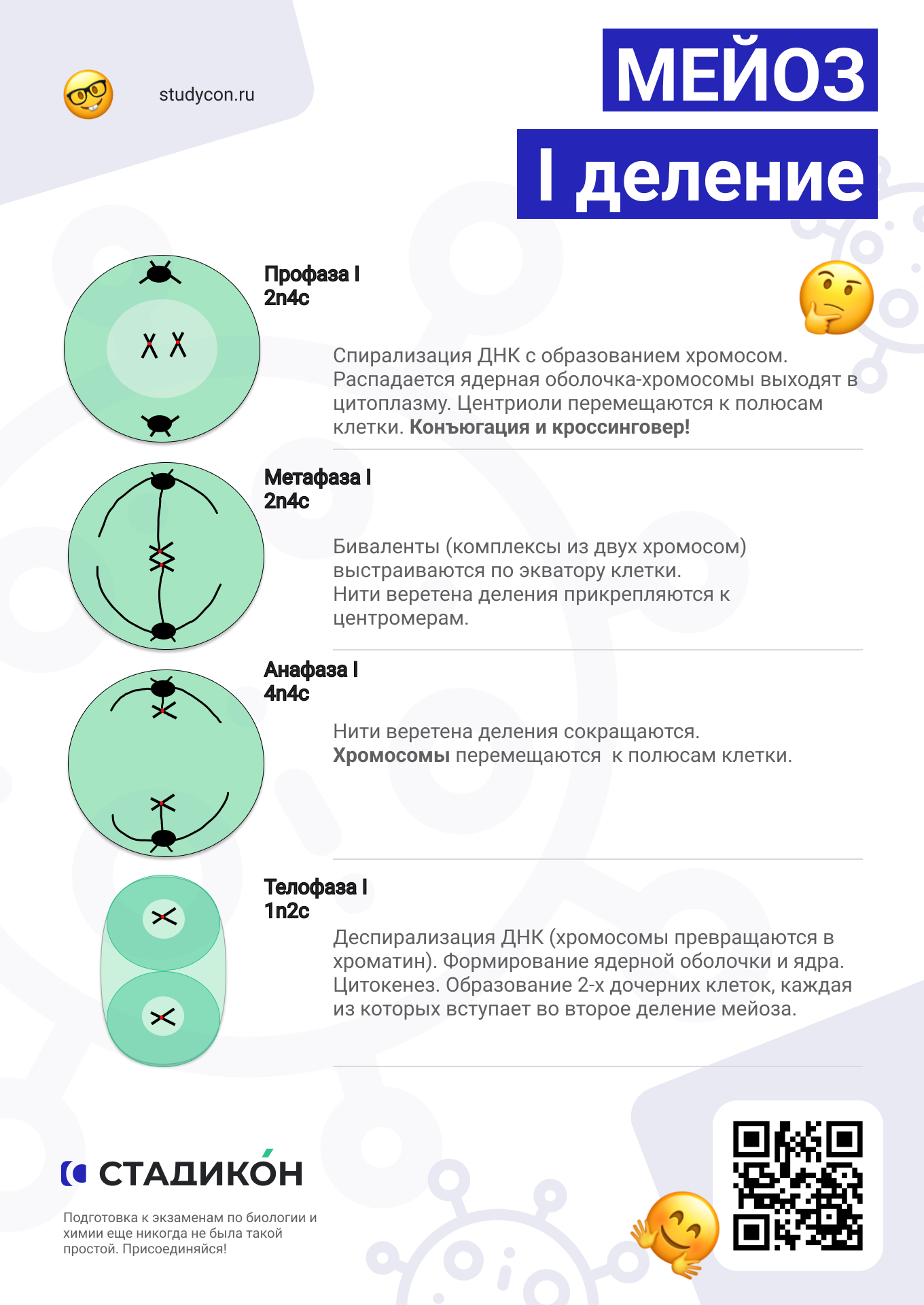 Деление клеток