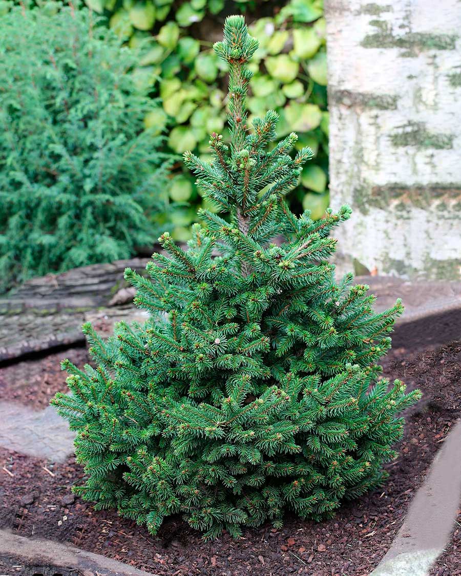 Ель канадская эхиниформис. Ель канадская (сорт 'daisy`s white'). Ель сизая канадская эхиниформис. Ель обыкновенная пумила глаука. Ель канадская коника десембер.