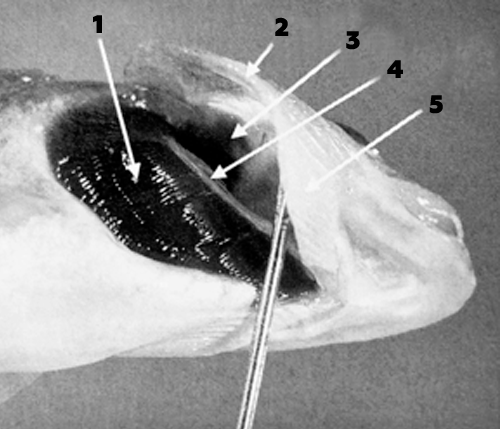 жаберная крышка молодого лосося узв форель
