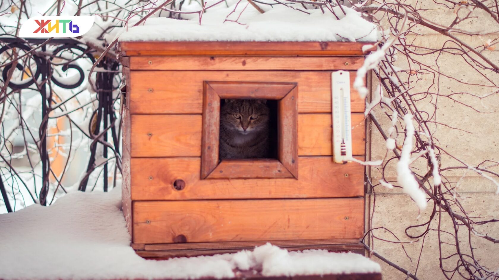 Бездомная собака зимой