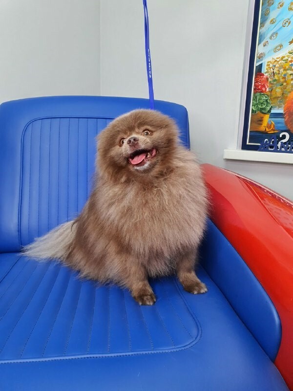 Чистка зубов собаке ультразвуком на Новой Риге - услуги и цены | Animal SPA