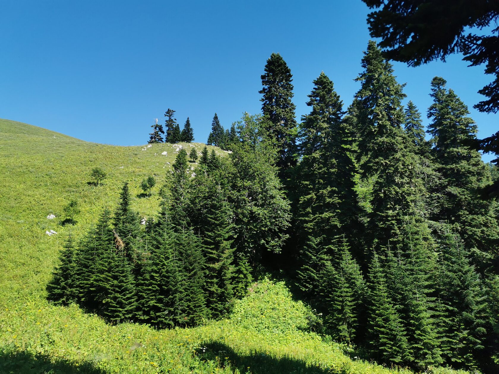 альпийские луга Мамдзышха