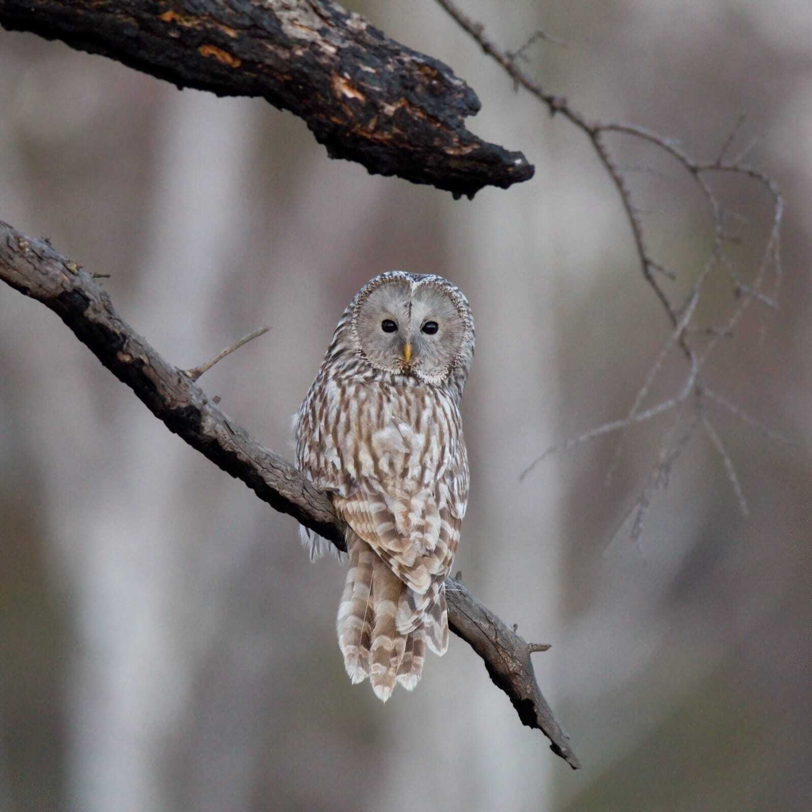 птицы Байкальского заповедника