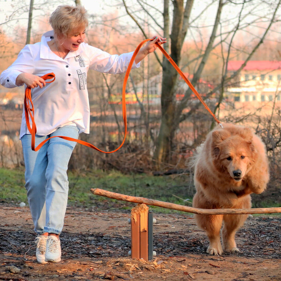 ГАВС школа для собак Самара