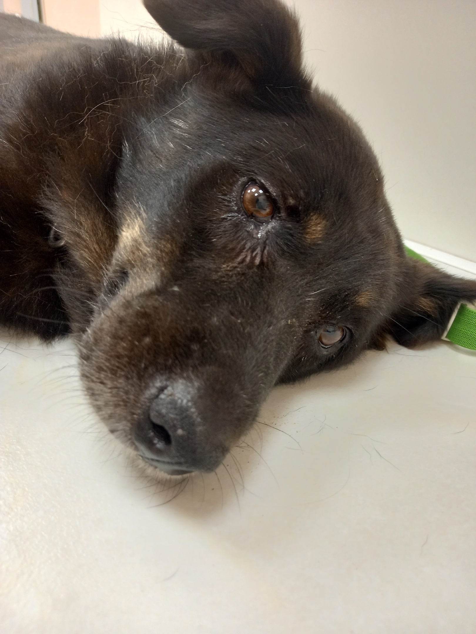 Степан-Степаныч