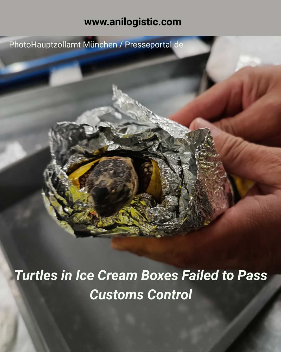 Seven Tunisian tortoises seized at Munich Airport — illegal wildlife trafficking case, photo by Hauptzollamt München