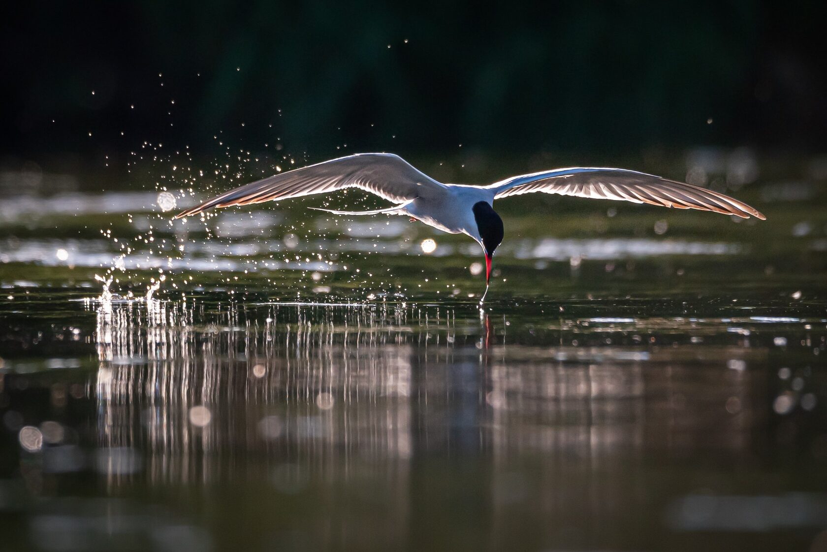 Ксения Соварцева. Весной я пересела с зеркалки Nikon D500 на Z5, и мне очень хотелось посмотреть разницу в фокусировке, оказалось, что разница есть, и бзк немного лучше хватает кадр со старенькой Sigma 150-600. Лучшим кадром июня стала речная крачка над водой, которая хватала с поверхности насекомых, слегка отражаясь в быстрой воде реки