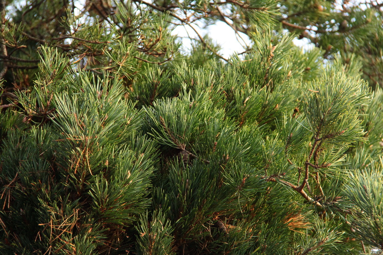 Pinus Sylvestris Pelczar