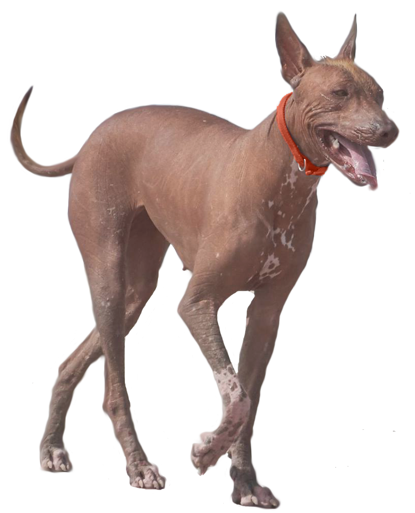 xolo, xoloitzcuintle