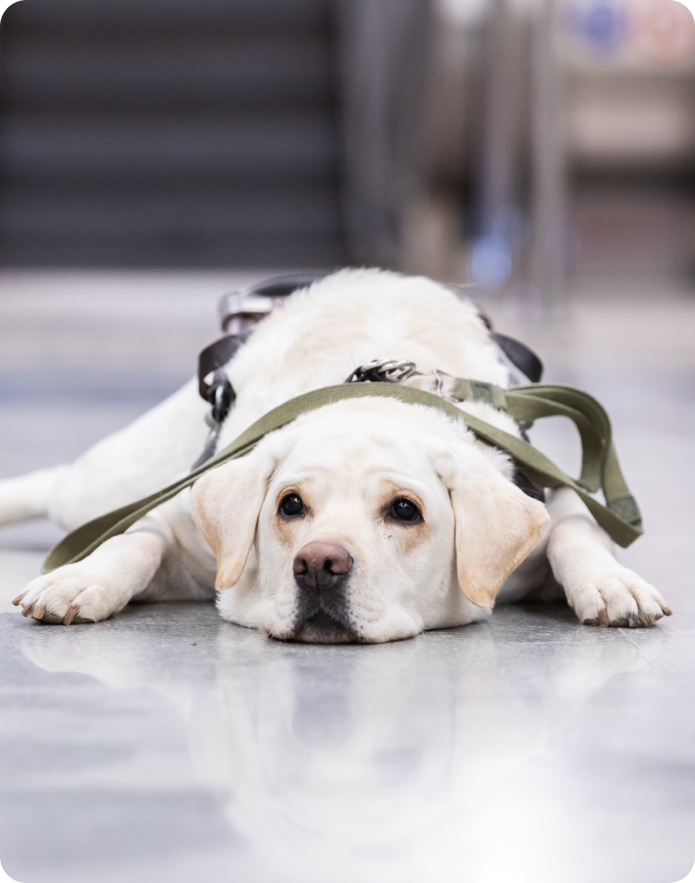 В центре фото лежит палевый лабрадор Мартин. На первом плане расположилась его милейшая мордашка, смотрящая немного влево относительно фотографа. Его подбородок лежит на полу настолько плотно, что щечки словно растеклись по полу. Уши свисают. По обе стороны мордочки лежат передние лапы, направленные пальчиками прямо на фотографа. Шеи не видно, на ней лежит часть поводка цвета хаки. Сразу за этой частью поводка немного возвышается спина собаки, окутанная по периметру все тем же поводком. Левая задняя лапа собаки спрятана за телом, а правая задняя вытянута и отставлена в правую сторону. Лежит Мартин на серой мраморной плитке, отражаясь в ней, как в воде. На задний план в расфокусе попали нижние части эскалатора.