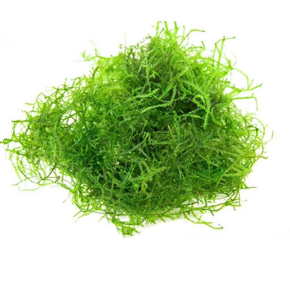 Мох stringy Moss