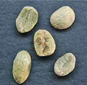 Веронезе пример дефекта кофе вариант 2